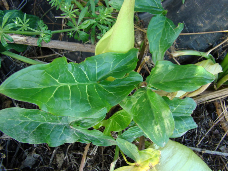 Arum italicum